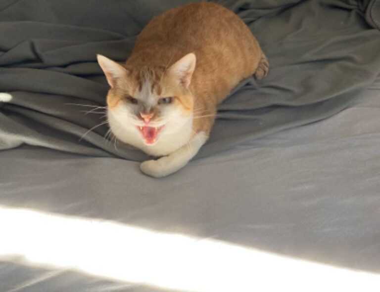 hair luvizac ingredient