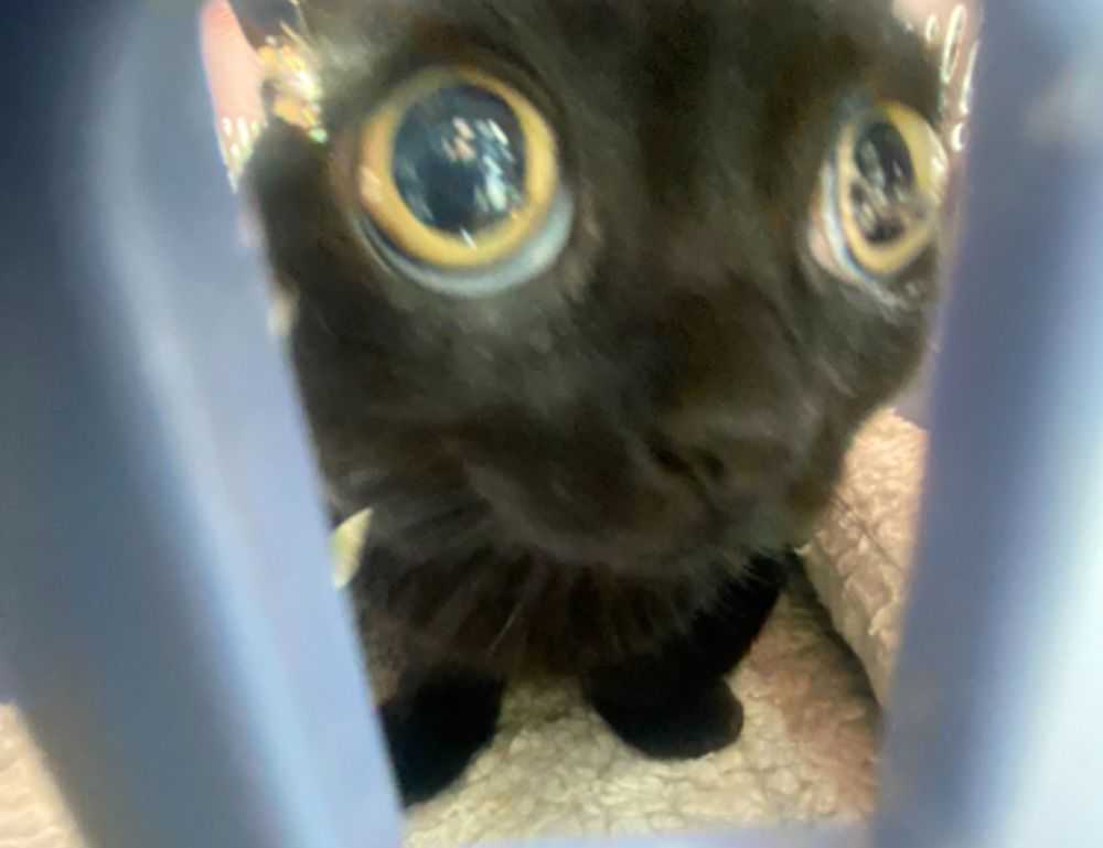 how to use immorpos35.3 software