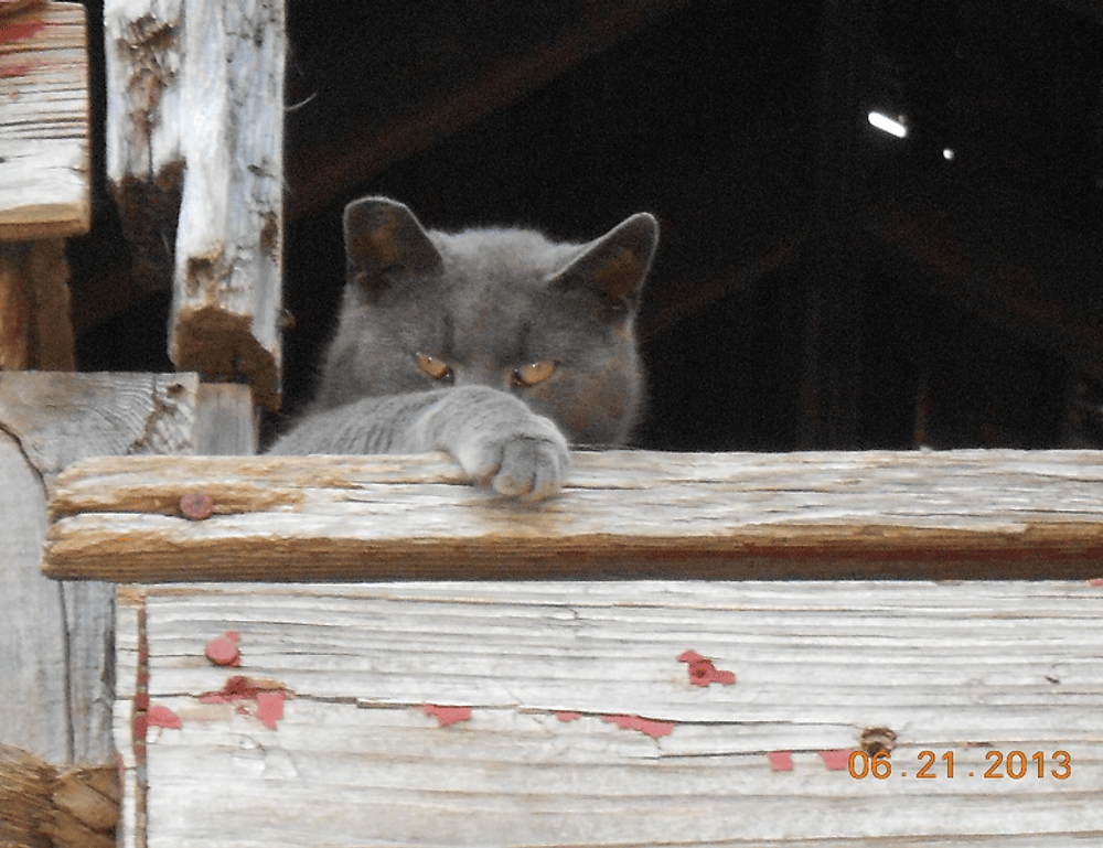 is luvizac shampoo good for hair