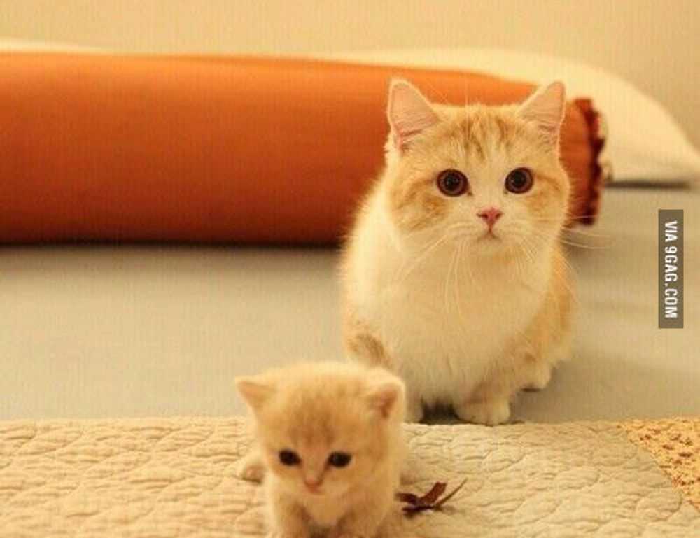 nlagica ketrica climb mountain in germany