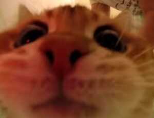 why homiezava hotel so expensive