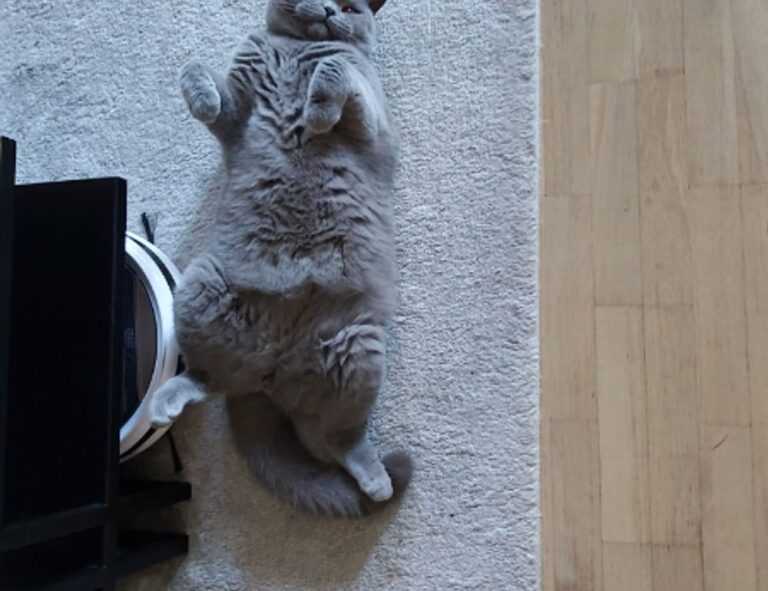 brentan crema in english