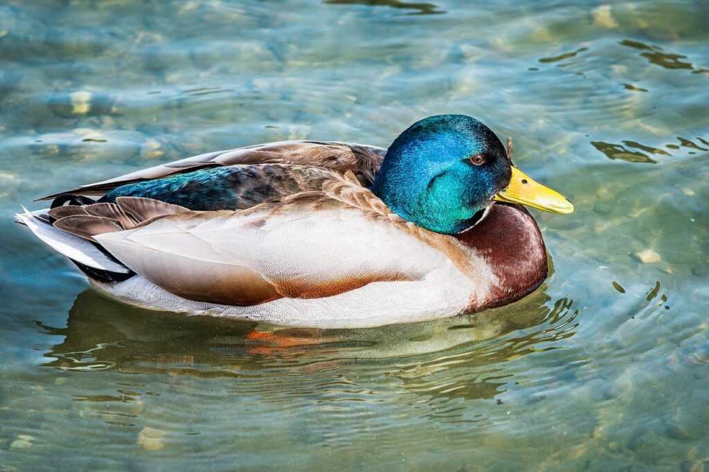 libra hari ini gemintang