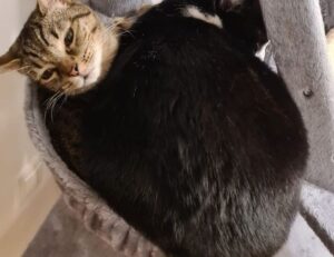 romantic good morning love gif for whatsapp