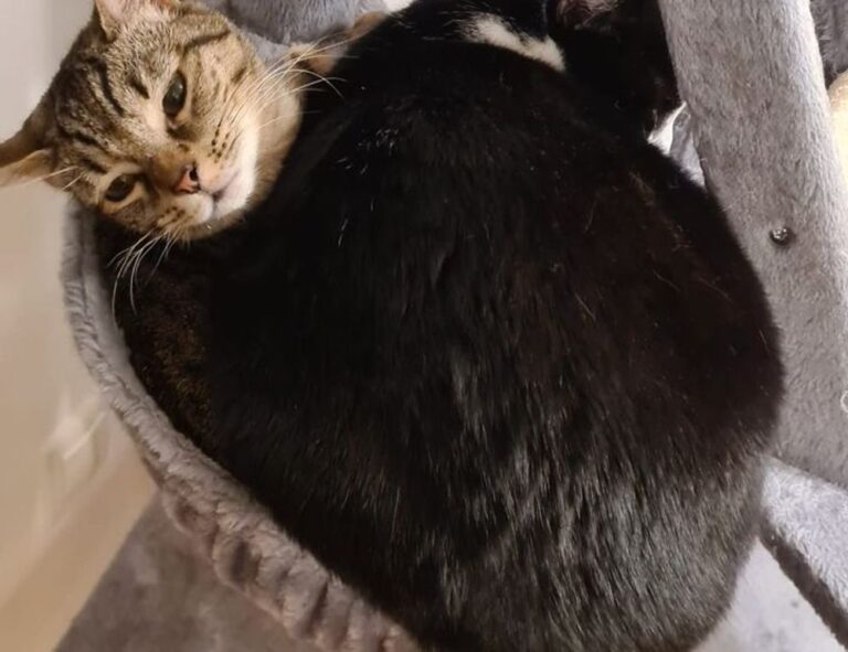 romantic good morning love gif for whatsapp