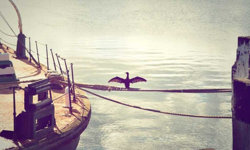 the rising of the shield hero anime kage